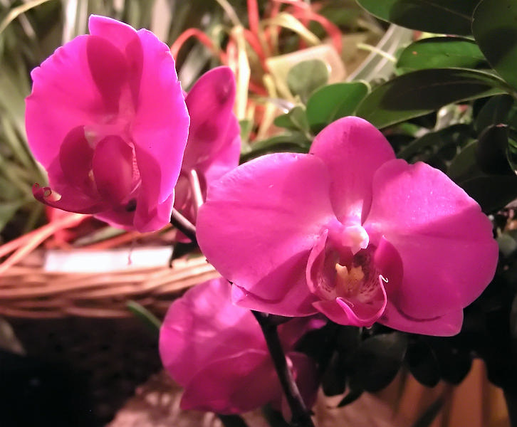 Orchidea.45.JPG - OLYMPUS DIGITAL CAMERA